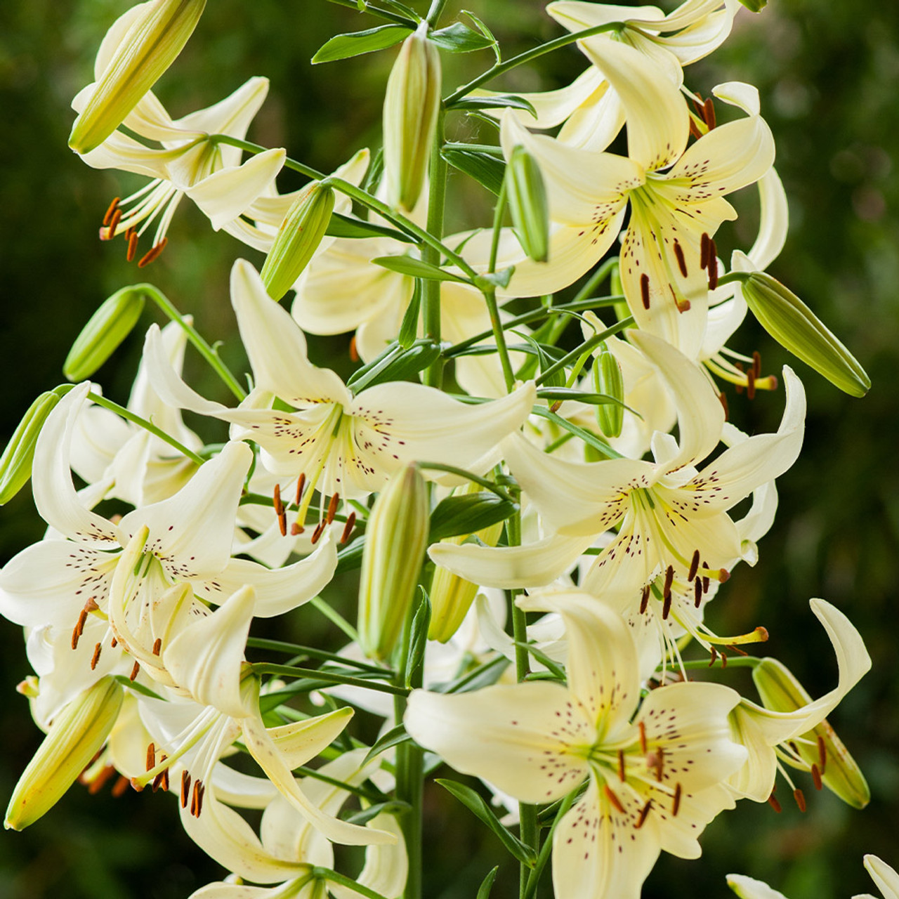 Buy Lilium Sweet Surrender 14/16cm at jparkers.co.uk