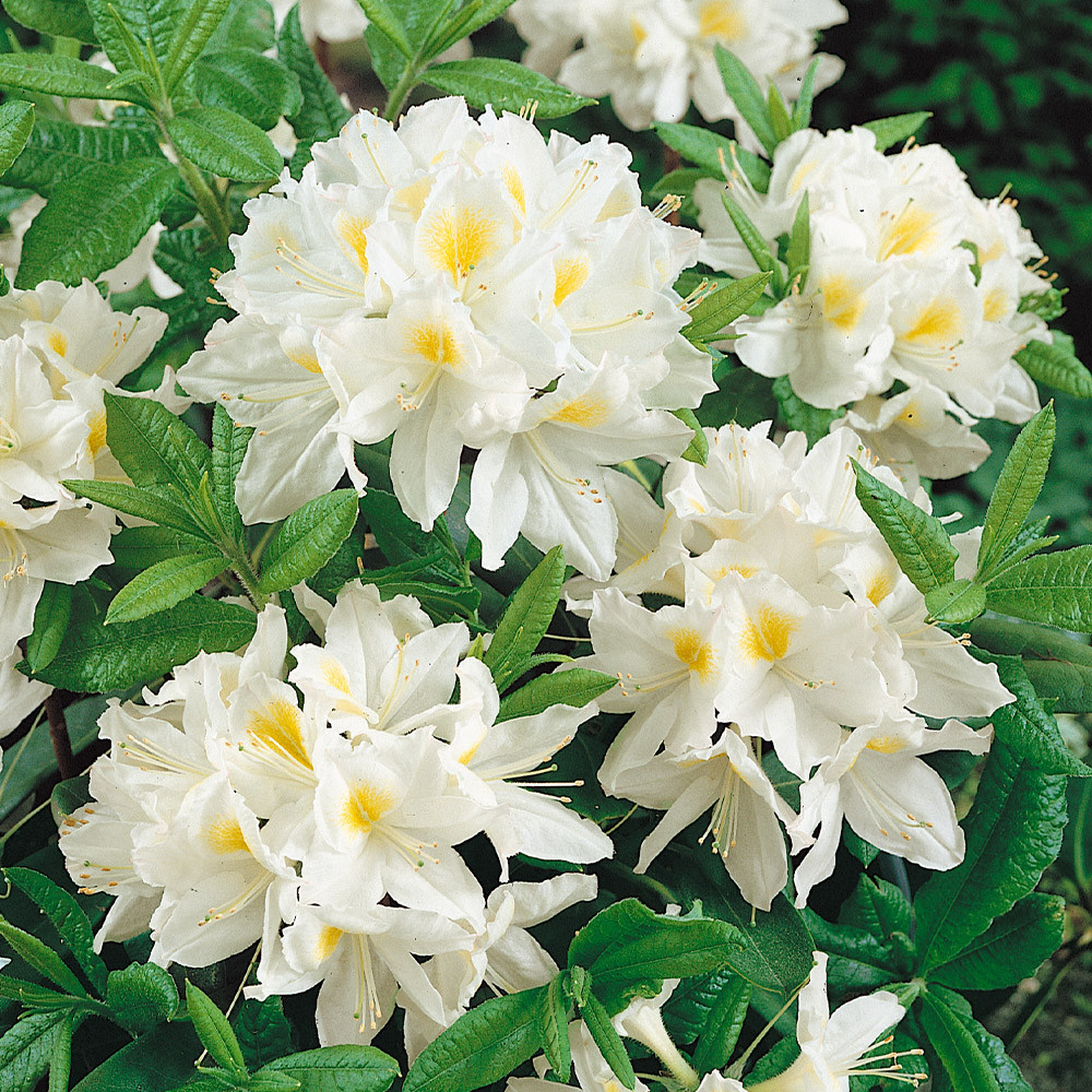 Buy Rhododendron Mollis Collection at jparkers.co.uk