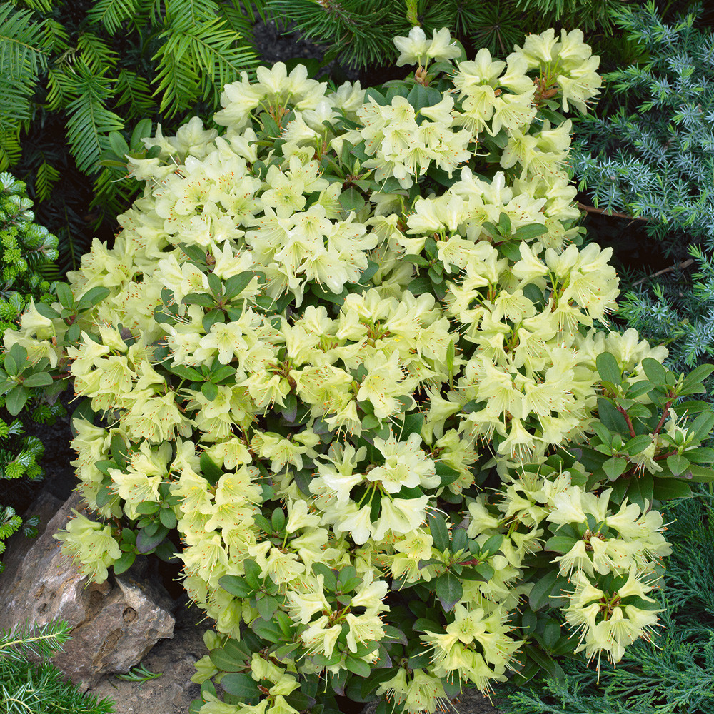 Buy Rhododendron Dwarf 'Princess Anne' at jparkers.co.uk