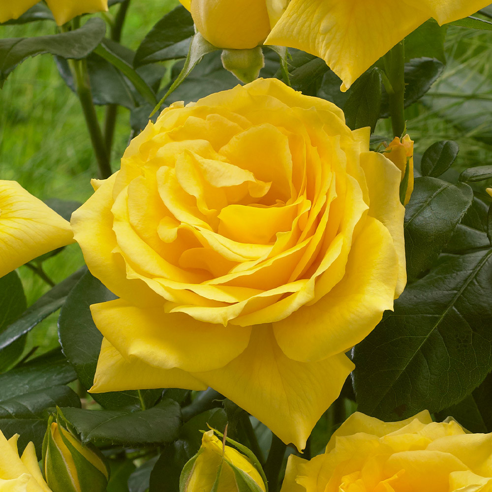 Buy Rose 'Apollo' at jparkers.co.uk