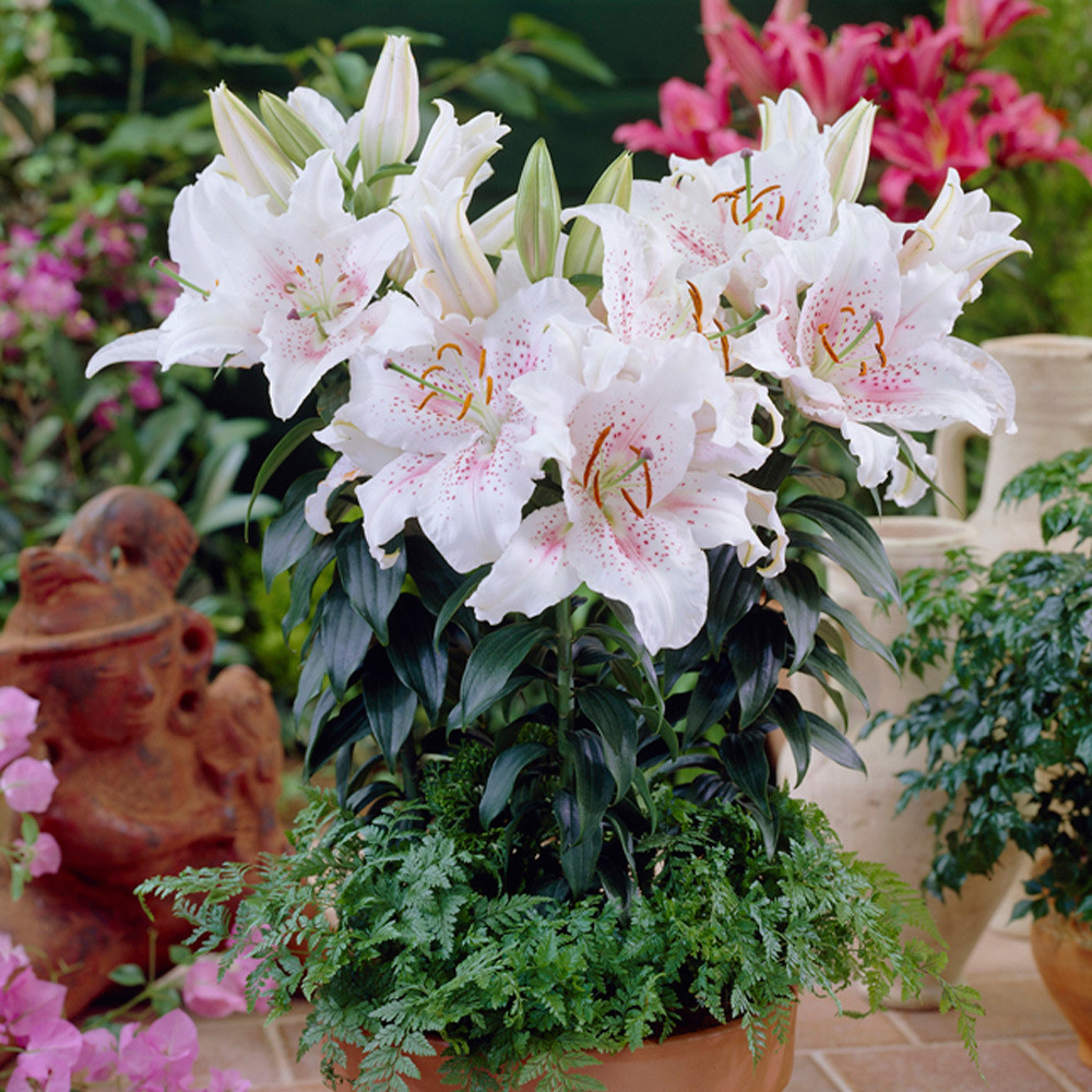 Lilium Rascal Buy Lilium Muscadet at jparkers.co.uk