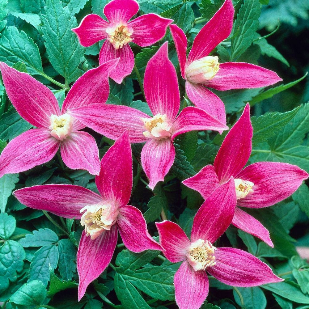 Clematis Alpina