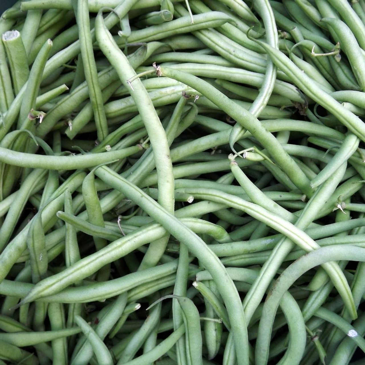 Buy Climbing French Bean Cobra seeds at jparkers.co.uk
