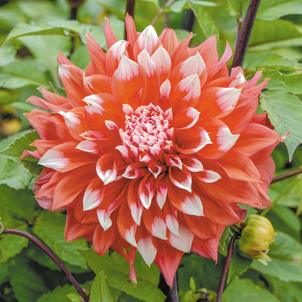 Buy Dahlia Unusual Dinner Plate Collection C at jparkers.co.uk