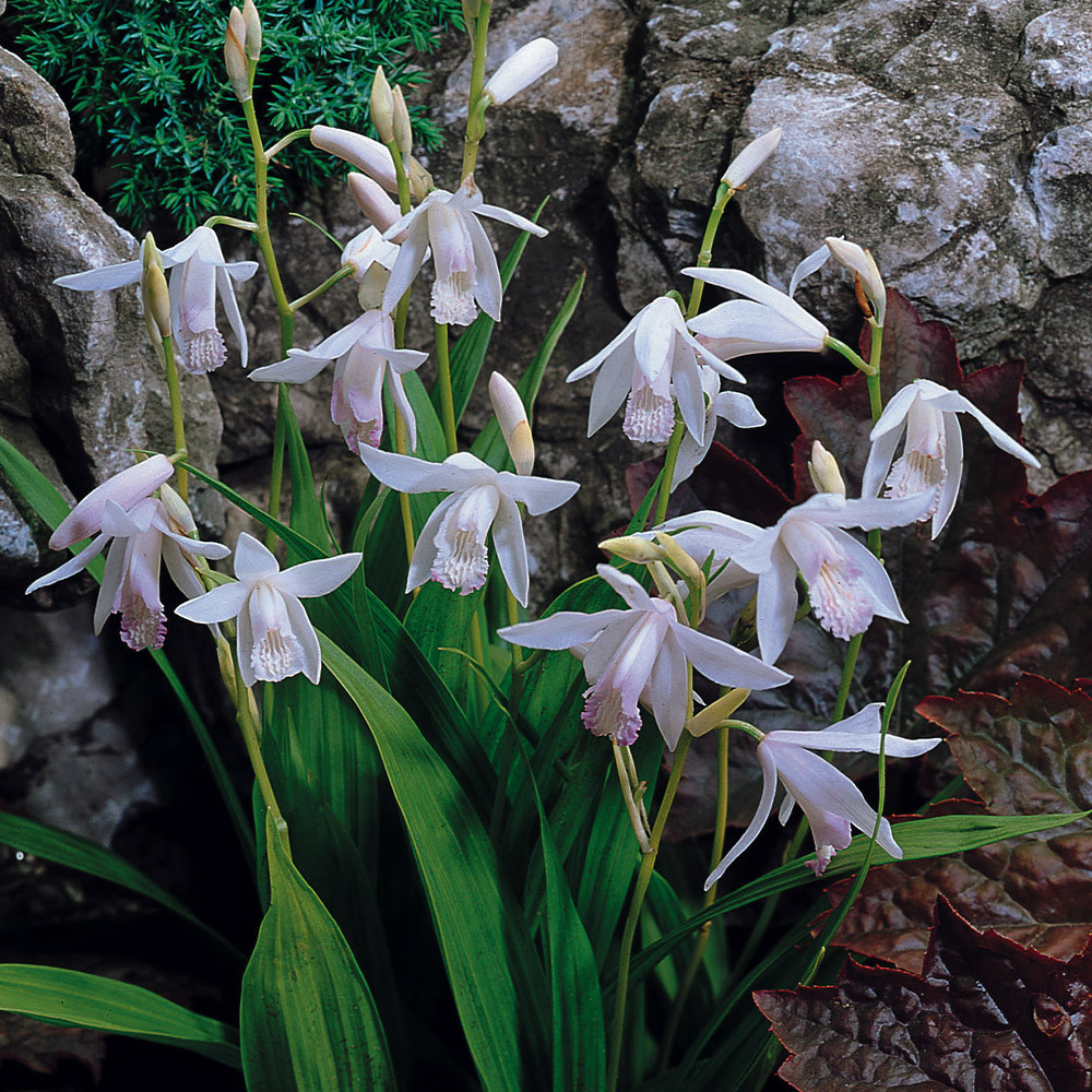 Buy Bletilla striata 'Alba' for less with J. Parker's