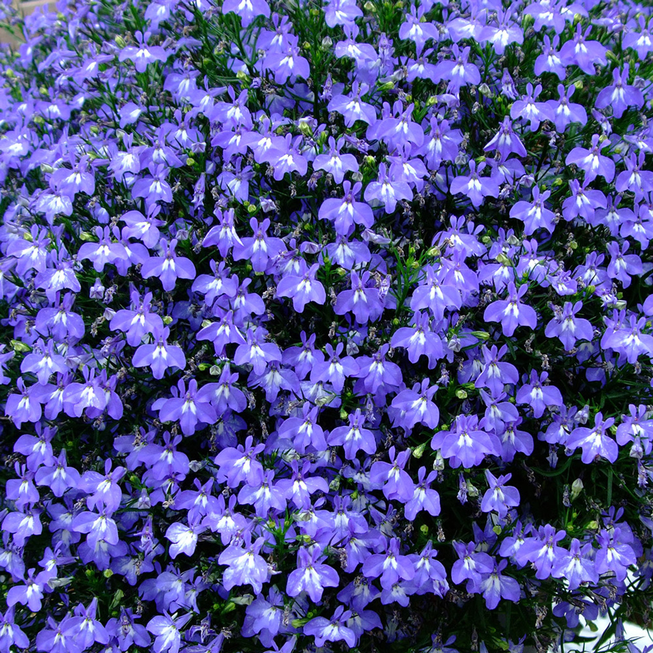 Buy Lobelia California Sky Blue for less with J. Parker's