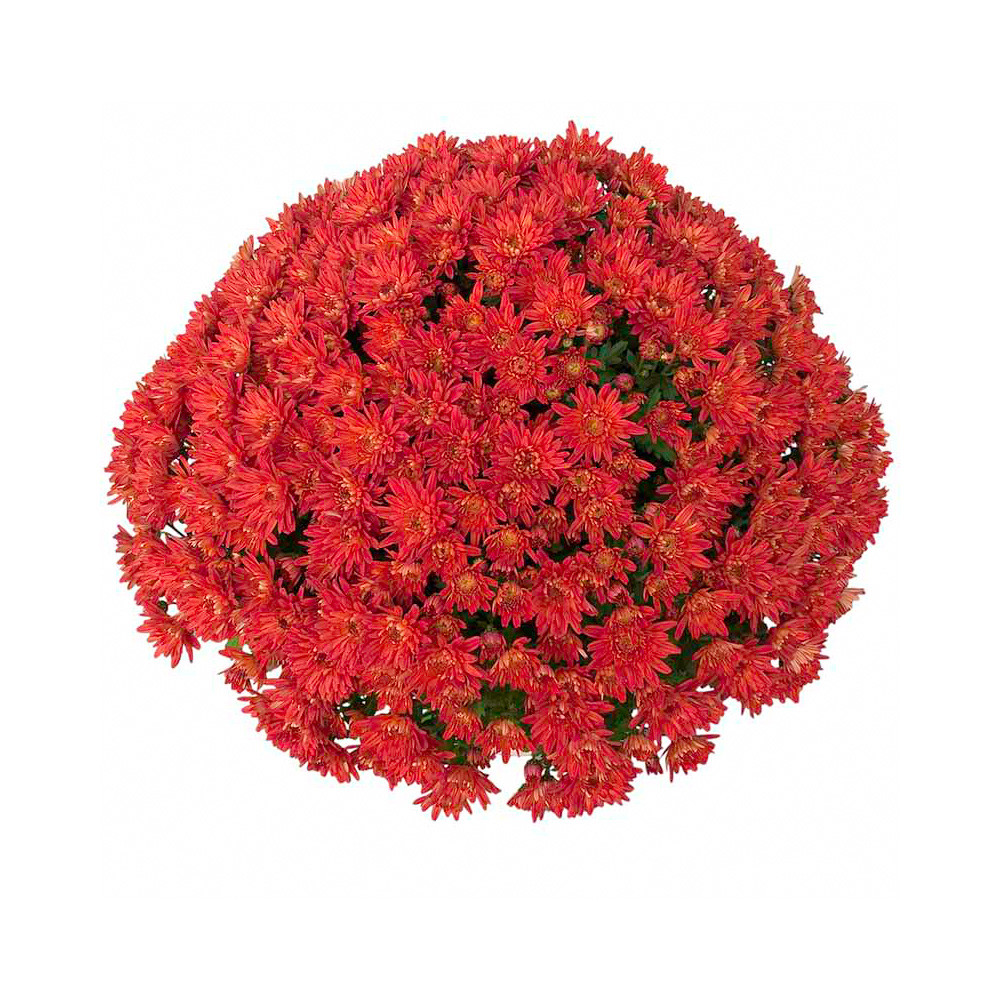 Buy Chrysanthemum Hardy Mum Collection for less with J. Parker's