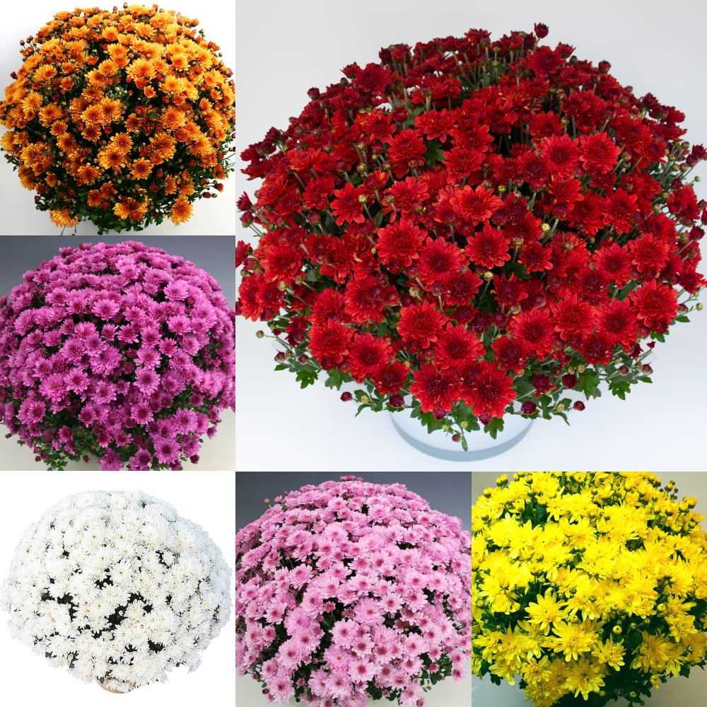 Buy Chrysanthemum Hardy Mum Collection for less with J. Parker's
