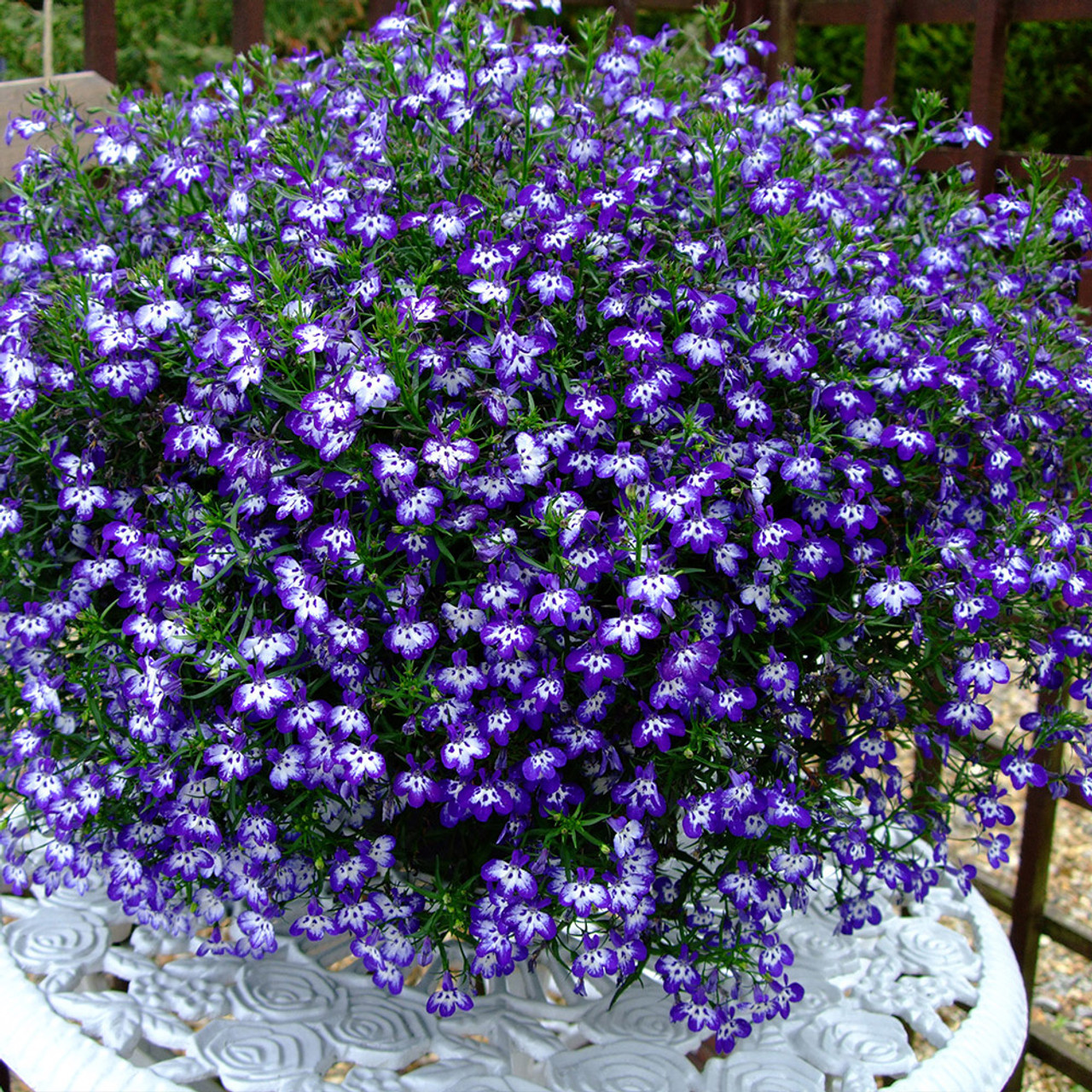 Buy Lobelia California Collection for less with J. Parker's