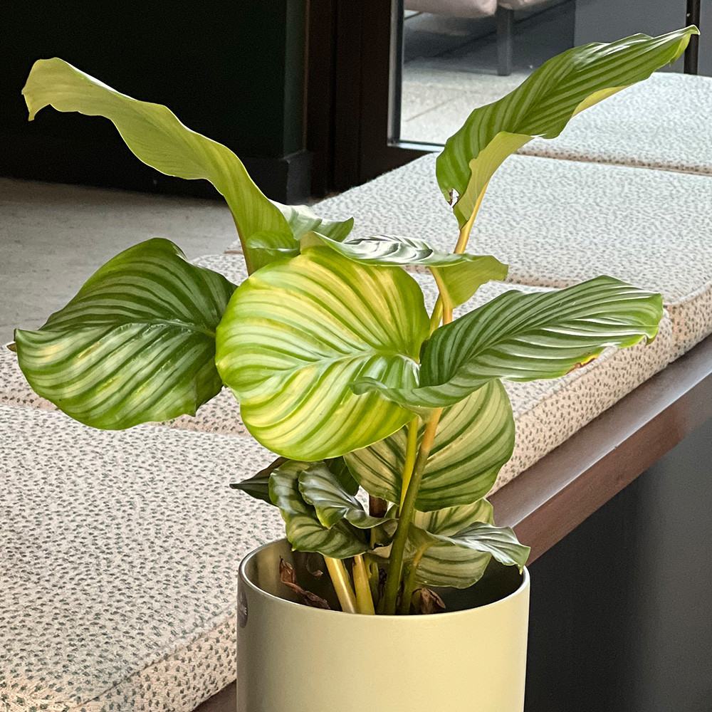 calathea ornata white star 4" Nursery Pot
