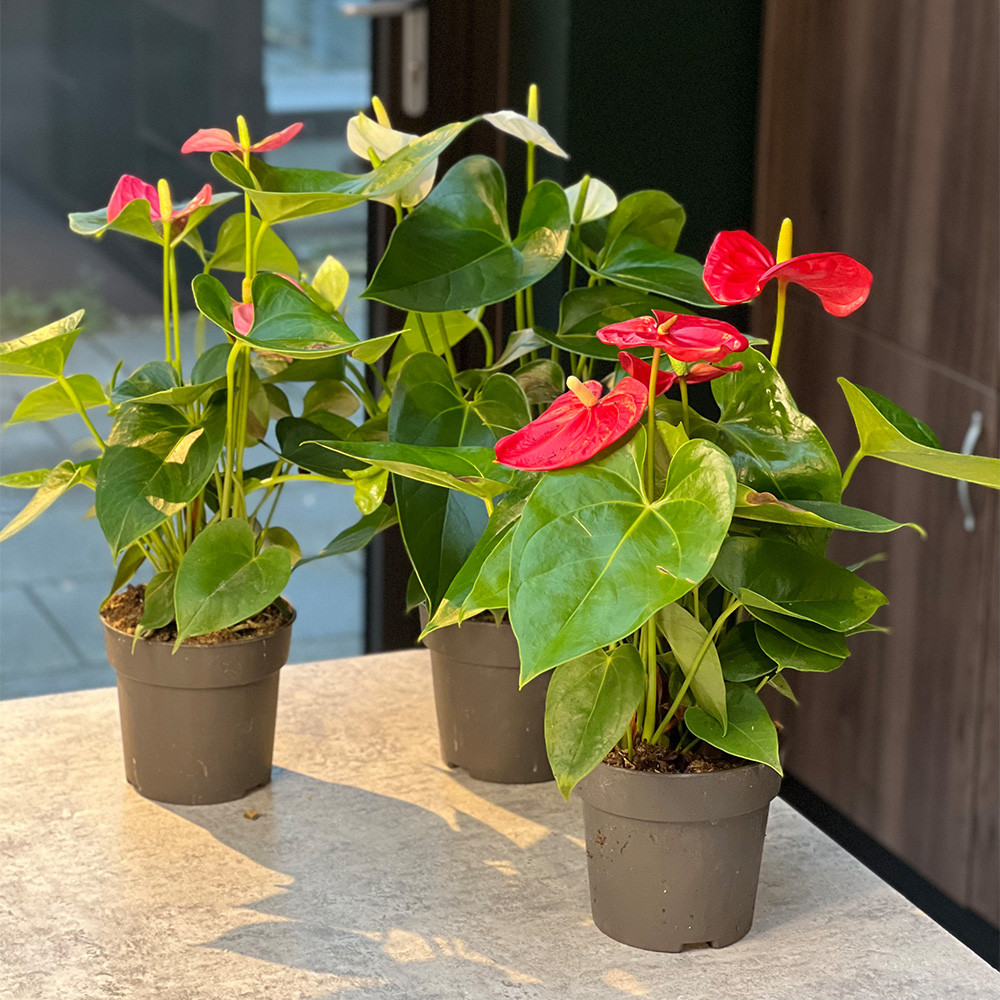 Shop Anthurium Arisa White Houseplant for Less with J. Parker's