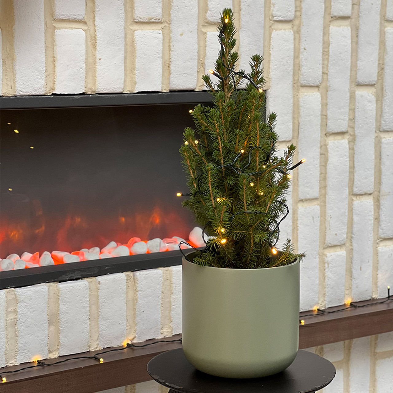 Buy Live Christmas Tree Small at jparkers.co.uk