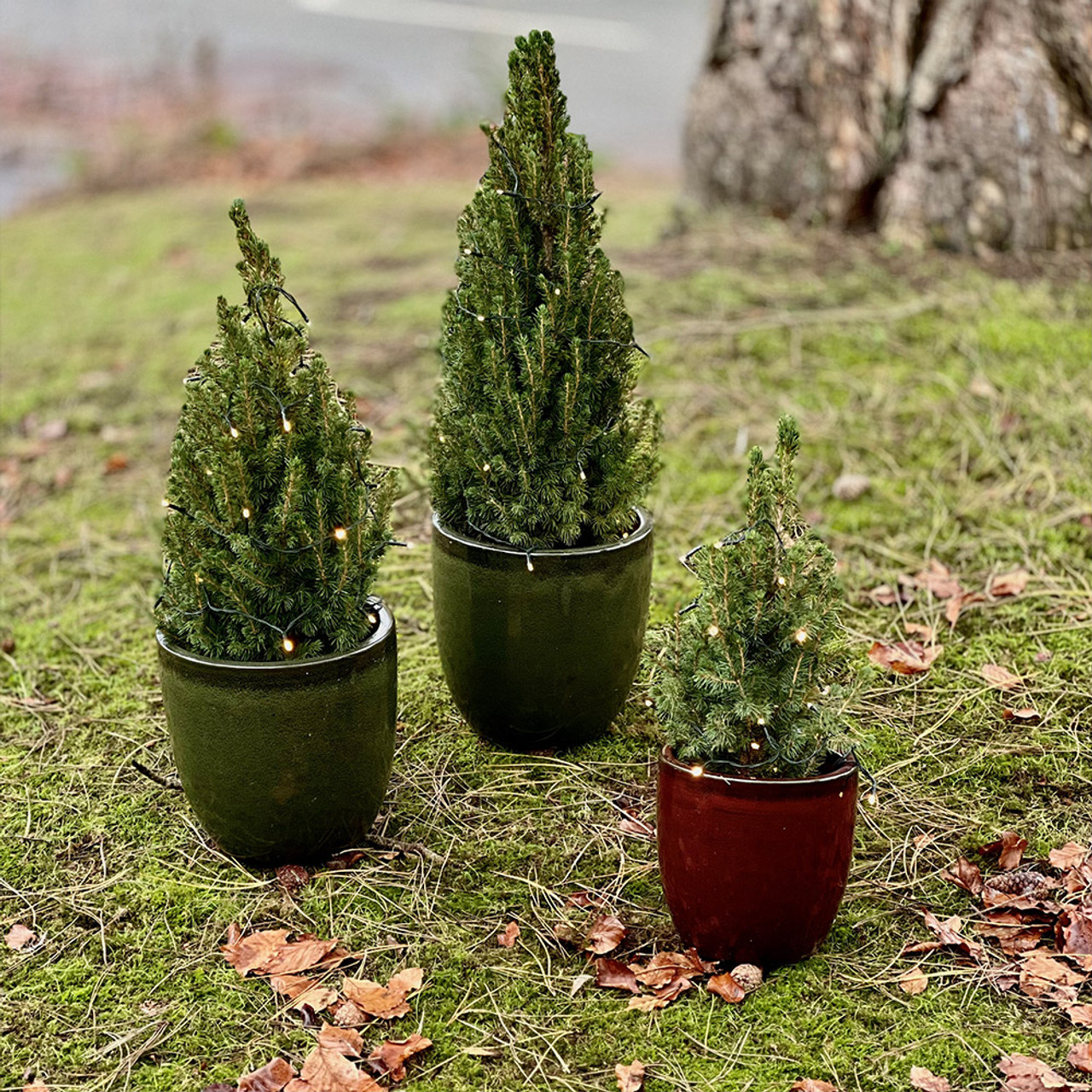 Buy Live Christmas Tree Medium at jparkers.co.uk