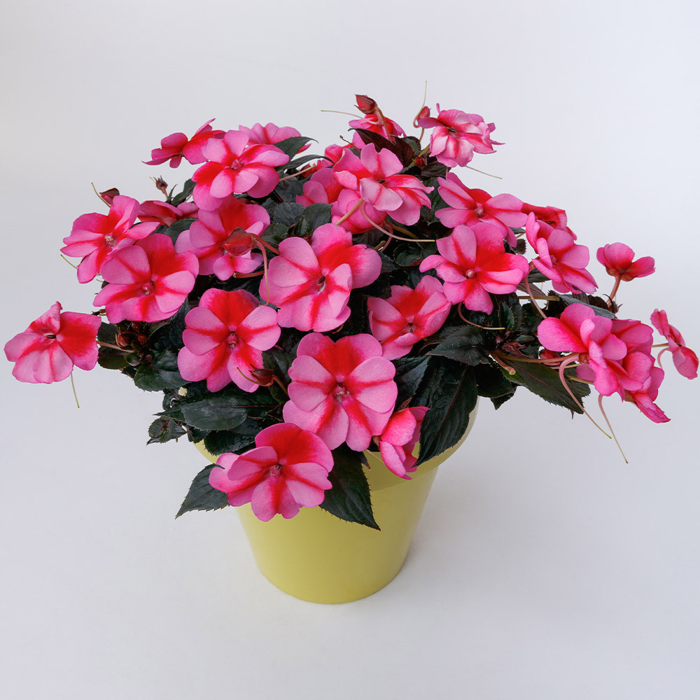 Buy Impatiens Sunpatiens compact Red Candy for less with J. Parker's