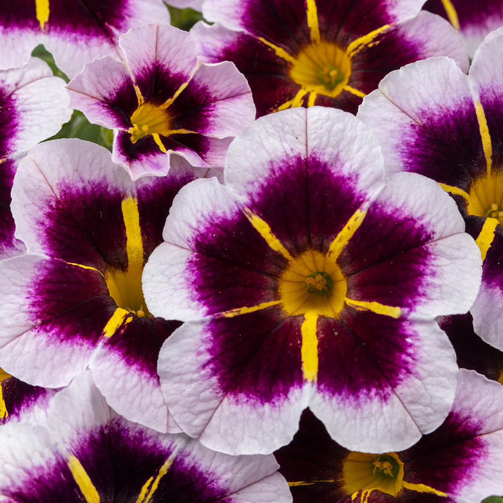 Calibrachoa Calitastic Raspberry Buy Calibrachoa Calitastic Bordeaux Star at jparkers.co.uk
