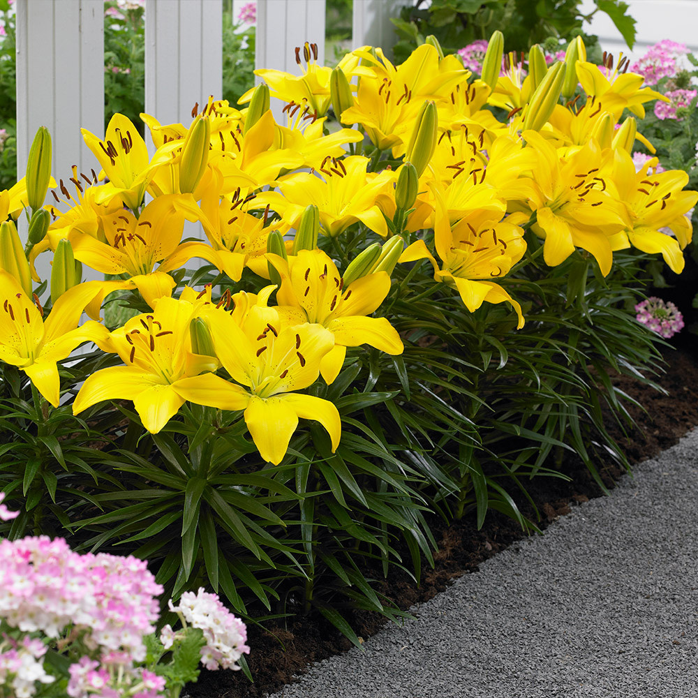 lily♡ LILY ORIENTAL - BLIZZARD 90cm | Wholesale Dutch Flowers & Florist