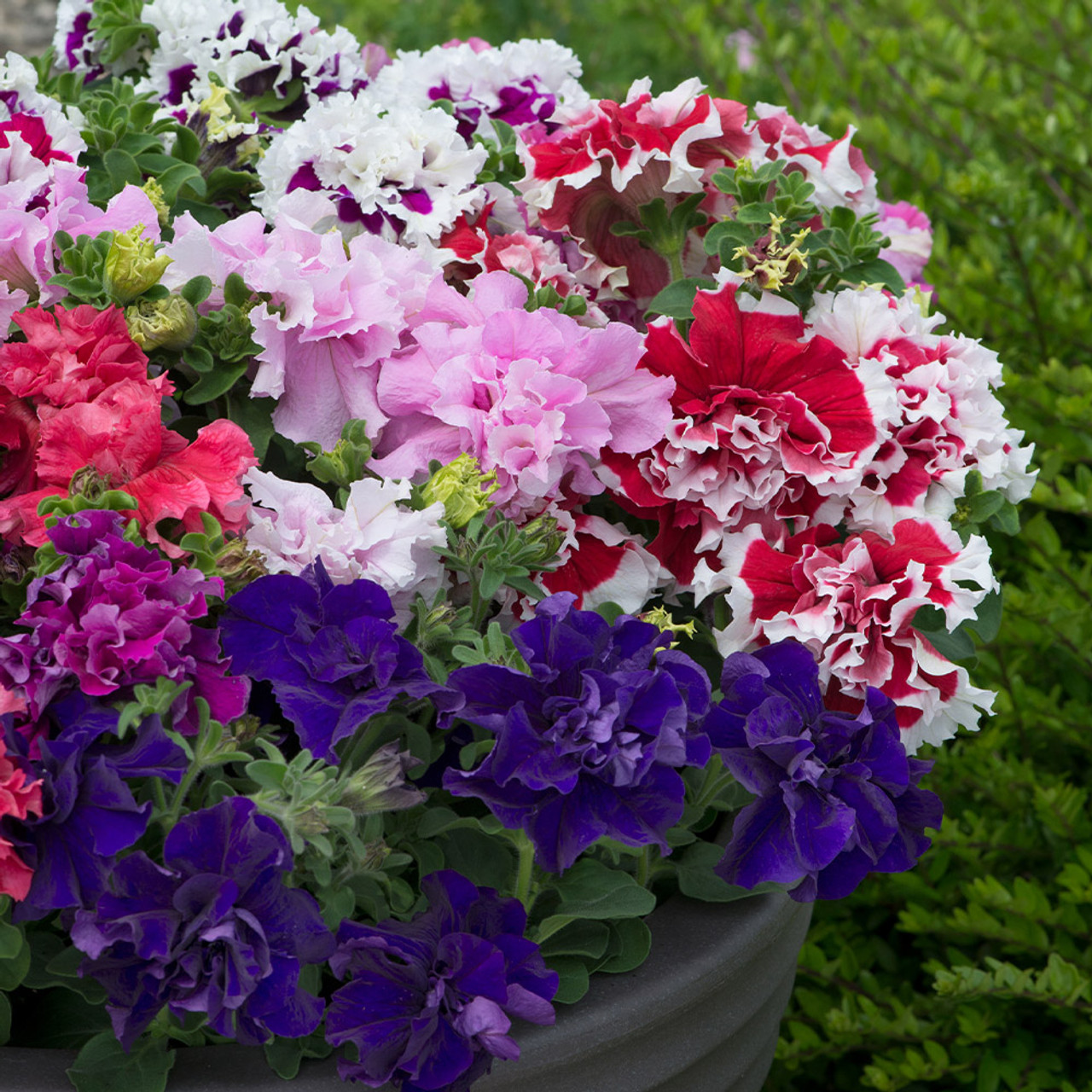 Buy Petunia Pirouette Mix (Garden Ready) at jparkers.co.uk