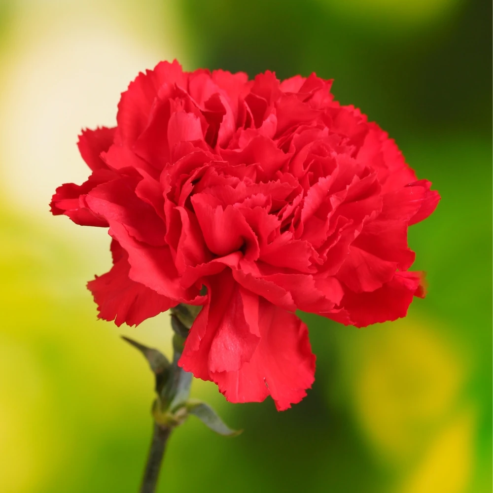 Buy Carnation Scarlet Red at jparkers.co.uk