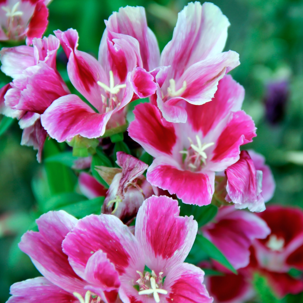 Buy Godetia Dwarf Clarkia Amoena seeds at jparkers.co.uk