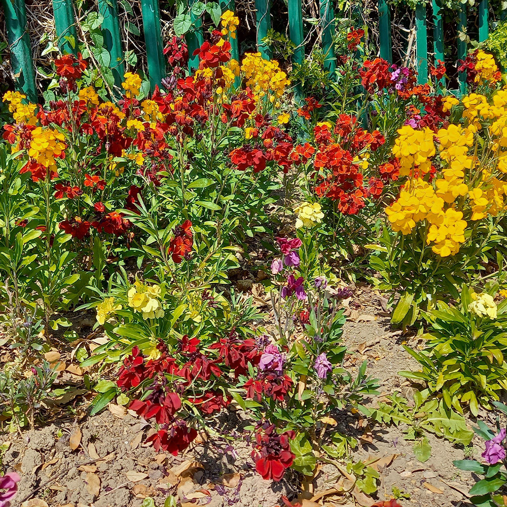 Buy Wallflower English Fair Lady Mix seeds from jparkers.co.uk