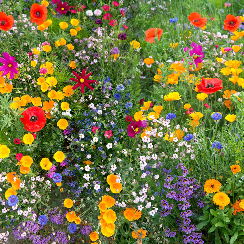 Buy Wildflower Meadow de Lux mix – 50 varieties seeds from