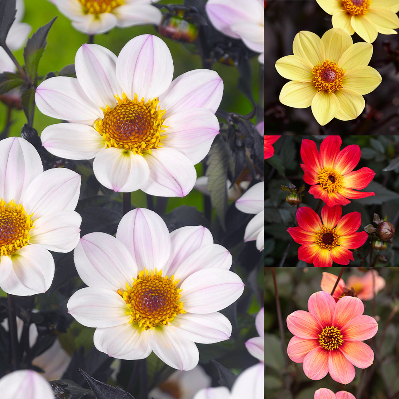 Buy Dahlia Happy Single Collection B at jparkers.co.uk