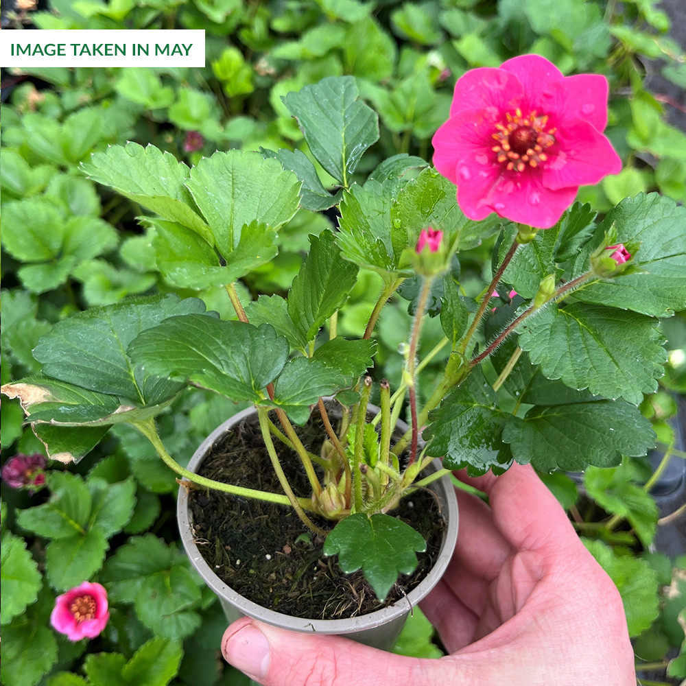 Buy Strawberry Summer Breeze Cherry at jparkers.co.uk