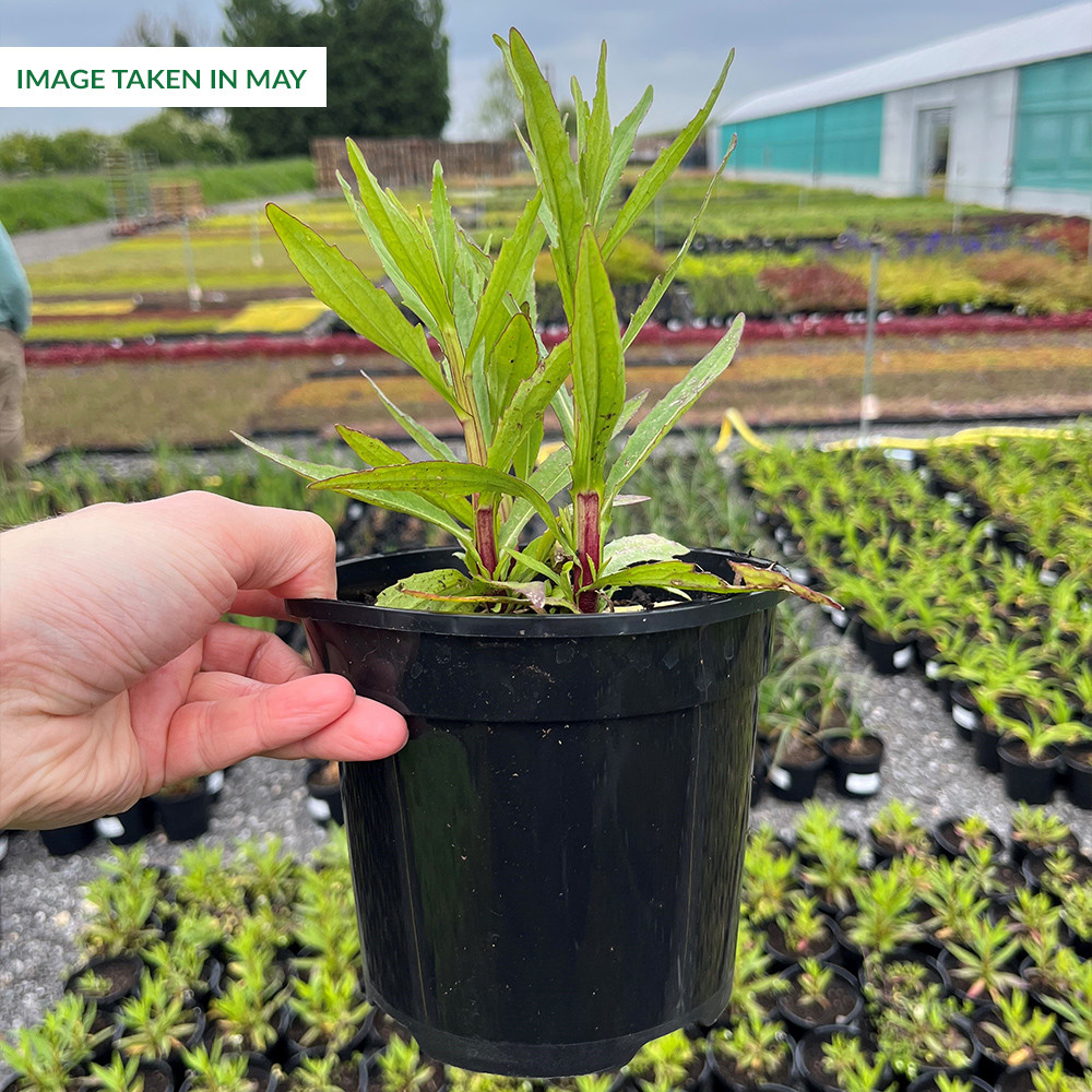 Helenium Ruby Tuesday 1L | J Parker Dutch Bulbs
