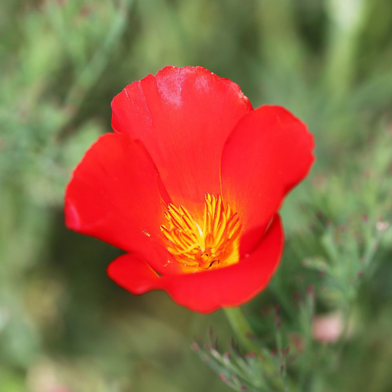 Shop Poppy Seed Collection Seeds | J. Parker's