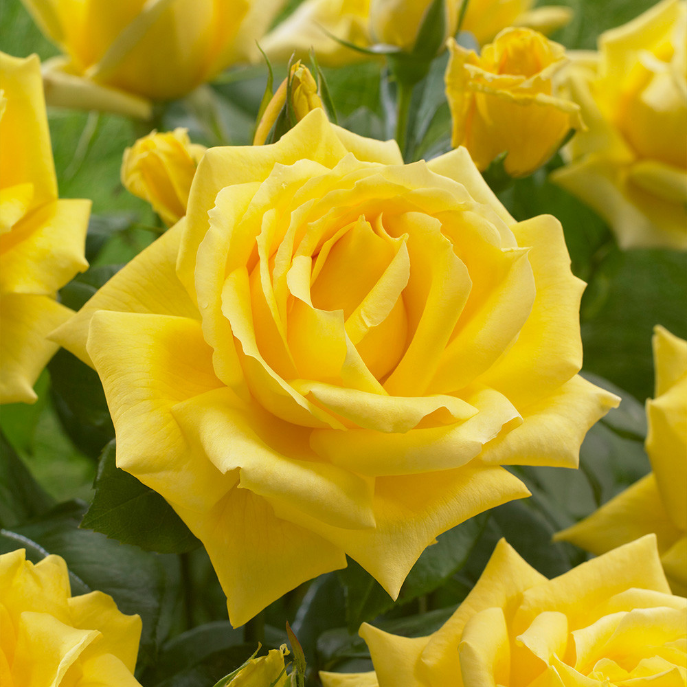 Sunlight Roses Buy Rose Sunlight Perfume at jparkers.co.uk