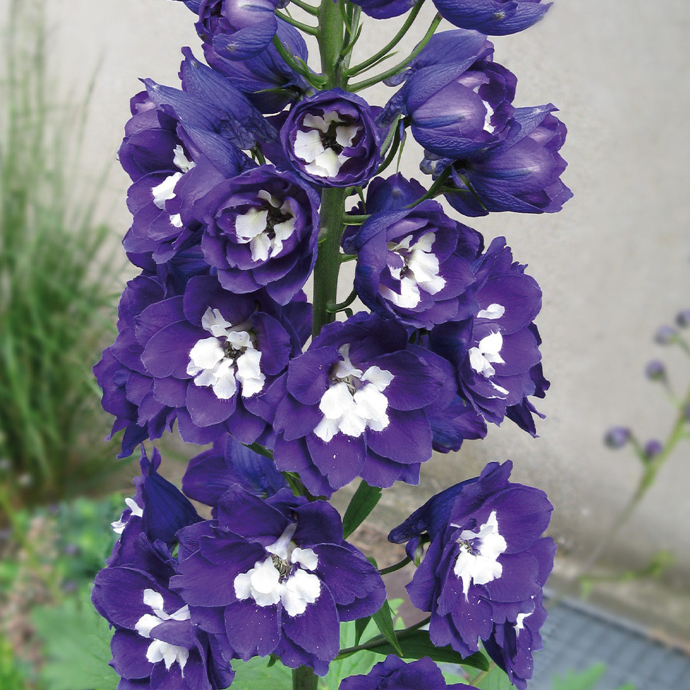 Buy Delphinium Magic Fountains Coll at jparkers.co.uk