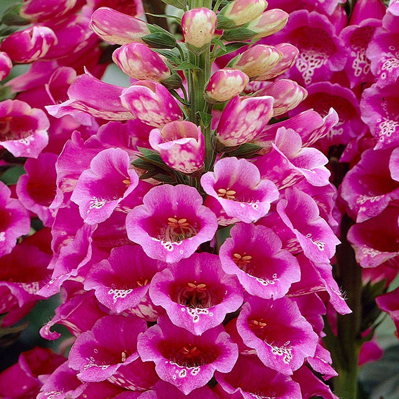 Buy Digitalis purpurea Dalmatian Rose at jparkers.co.uk