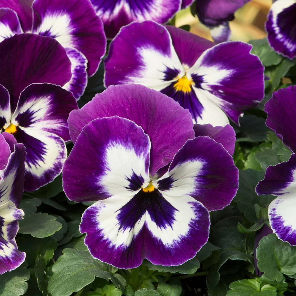 Buy Pansy Matrix Purple & White at jparkers.co.uk