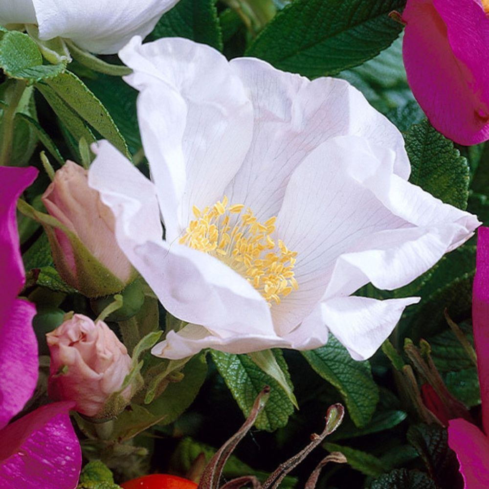 花 ALBAROSA Buy Rosa rugosa 'Alba at jparkers.co.uk