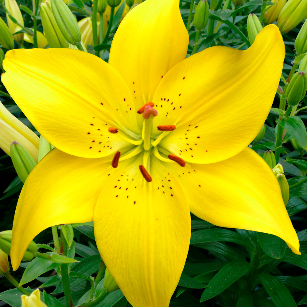 Buy Lilium Ilse at jparkers.co.uk