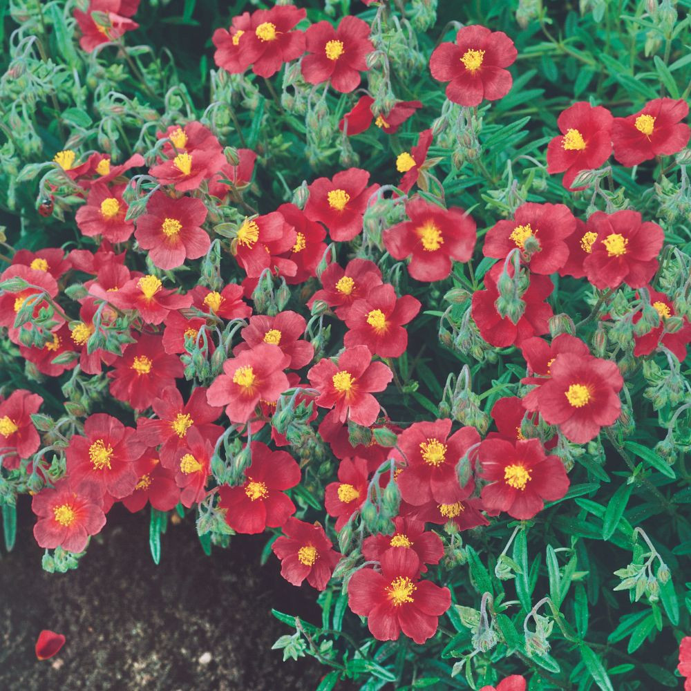 Buy Helianthemum Fire Dragon (5cm Module) at jparkers.co.uk