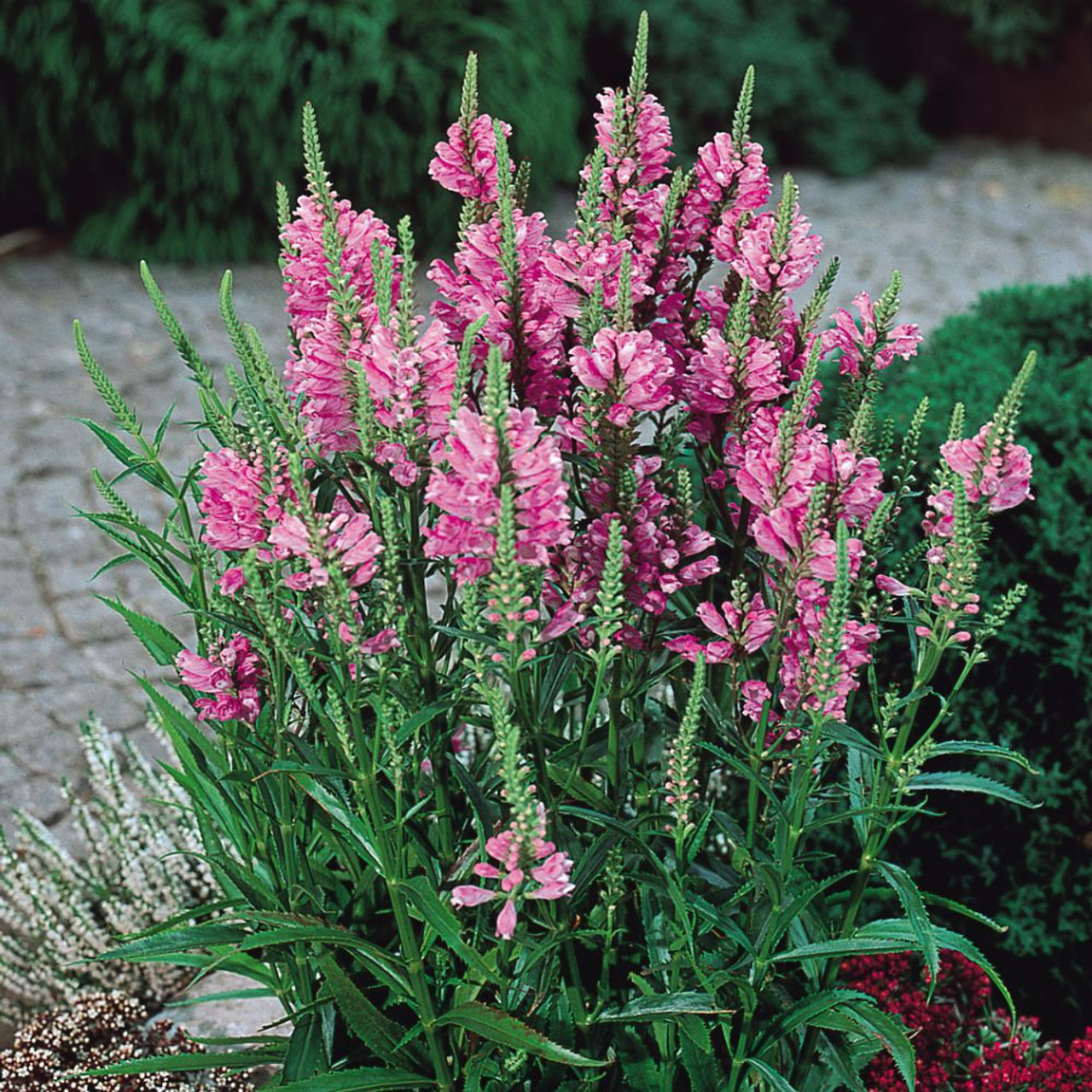 Buy Physostegia Collection at jparkers.co.uk