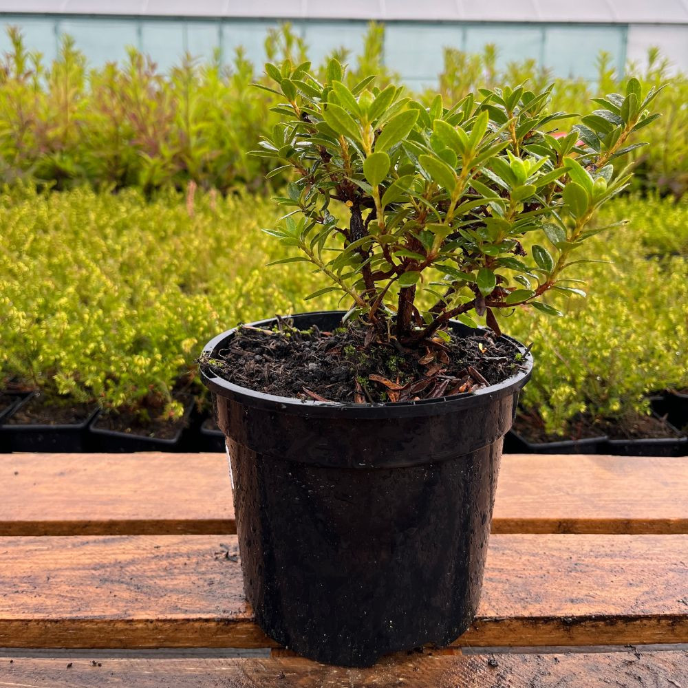 thuja dünger flüssig Thuja Dünger flüssig 500ml Konzentrat