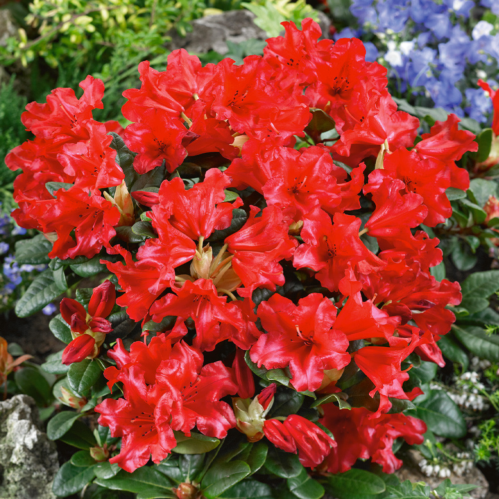 Shop Rhododendron Dwarf Collection from J. Parker's for Less