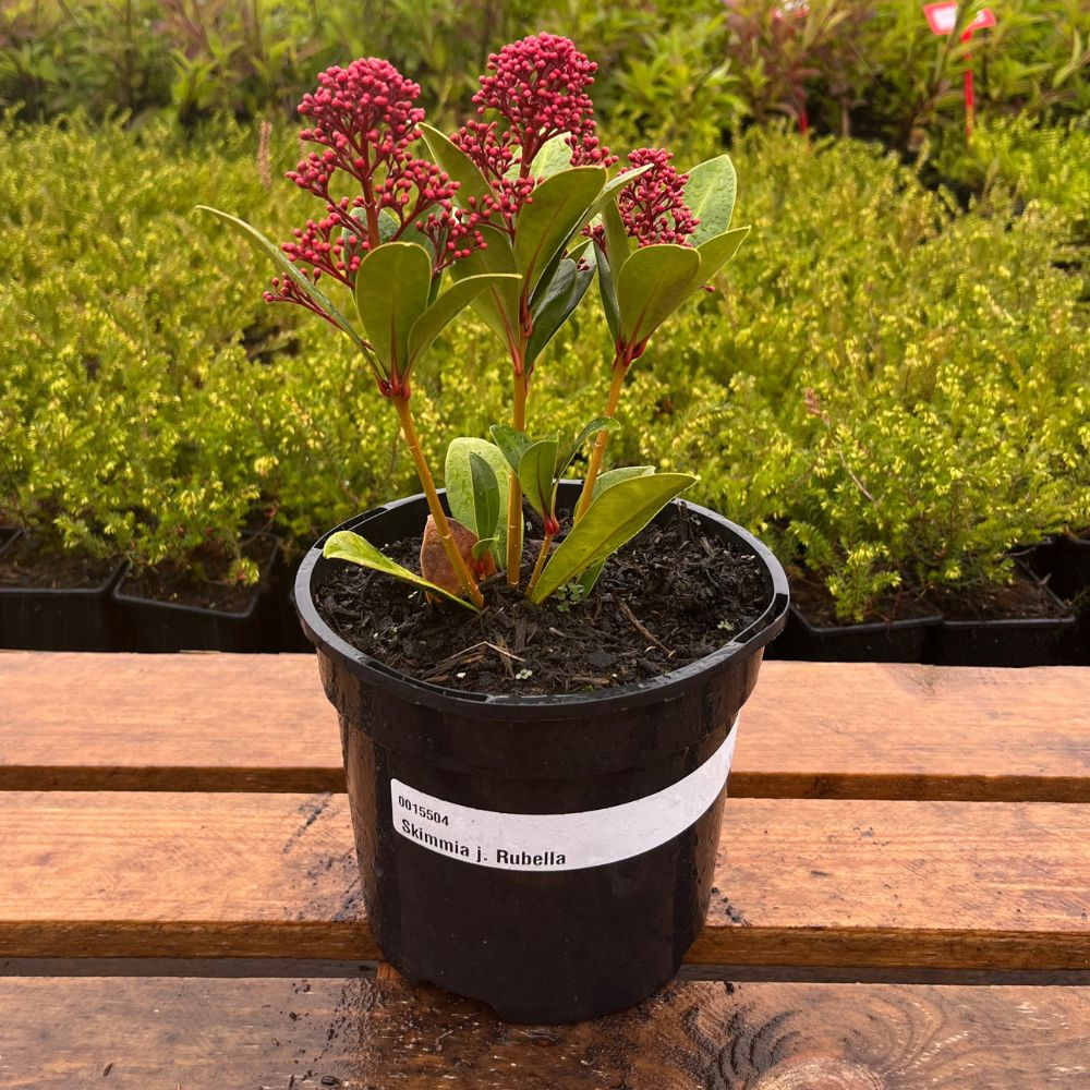 Skimmia Japonica Rubella Im Kubel