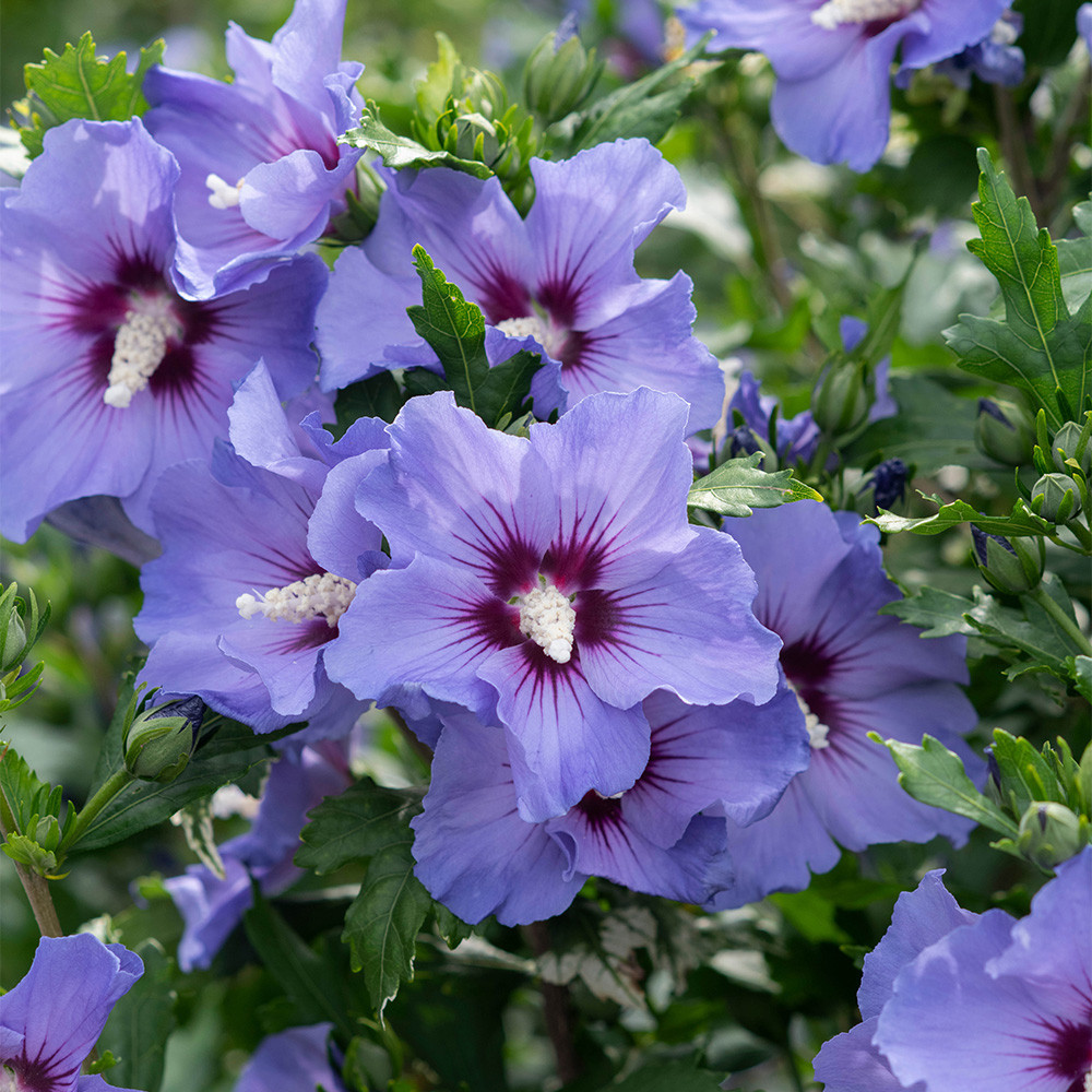 Buy Hibiscus Syriacus Collection At Jparkers co uk Buy Hibiscus Syriacus Collection At Jparkers co uk
