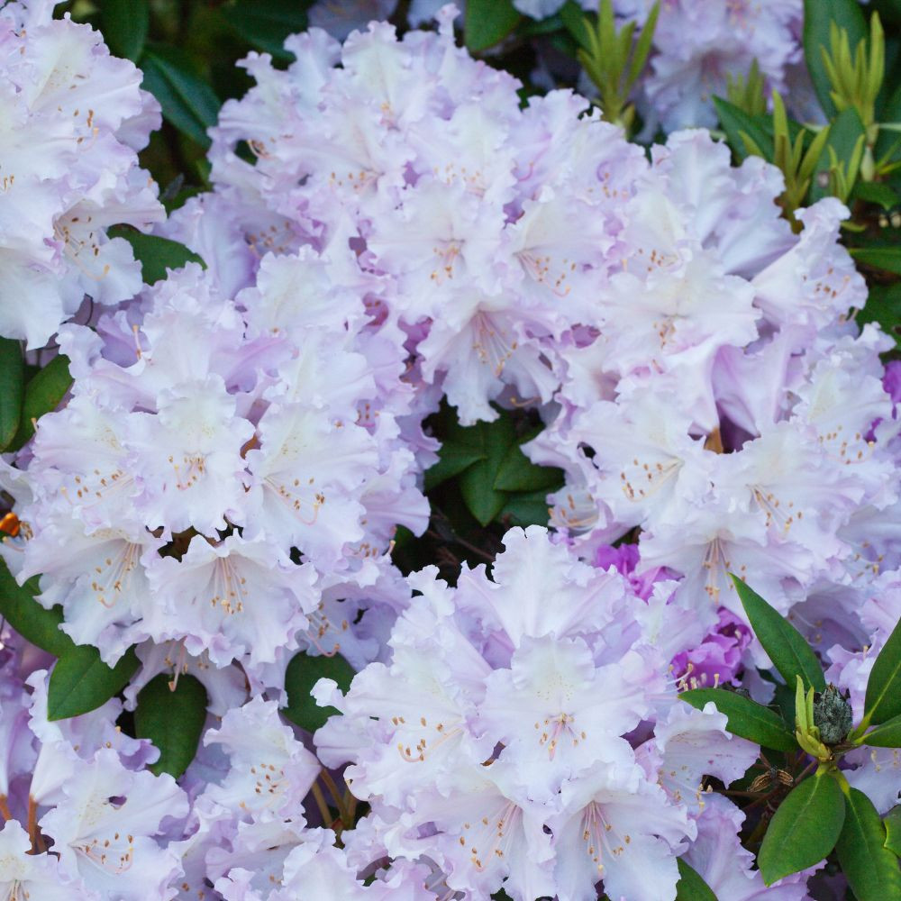 Buy Rhododendron yakushimanum 'Caroline Allbrook' at jparkers.co.uk