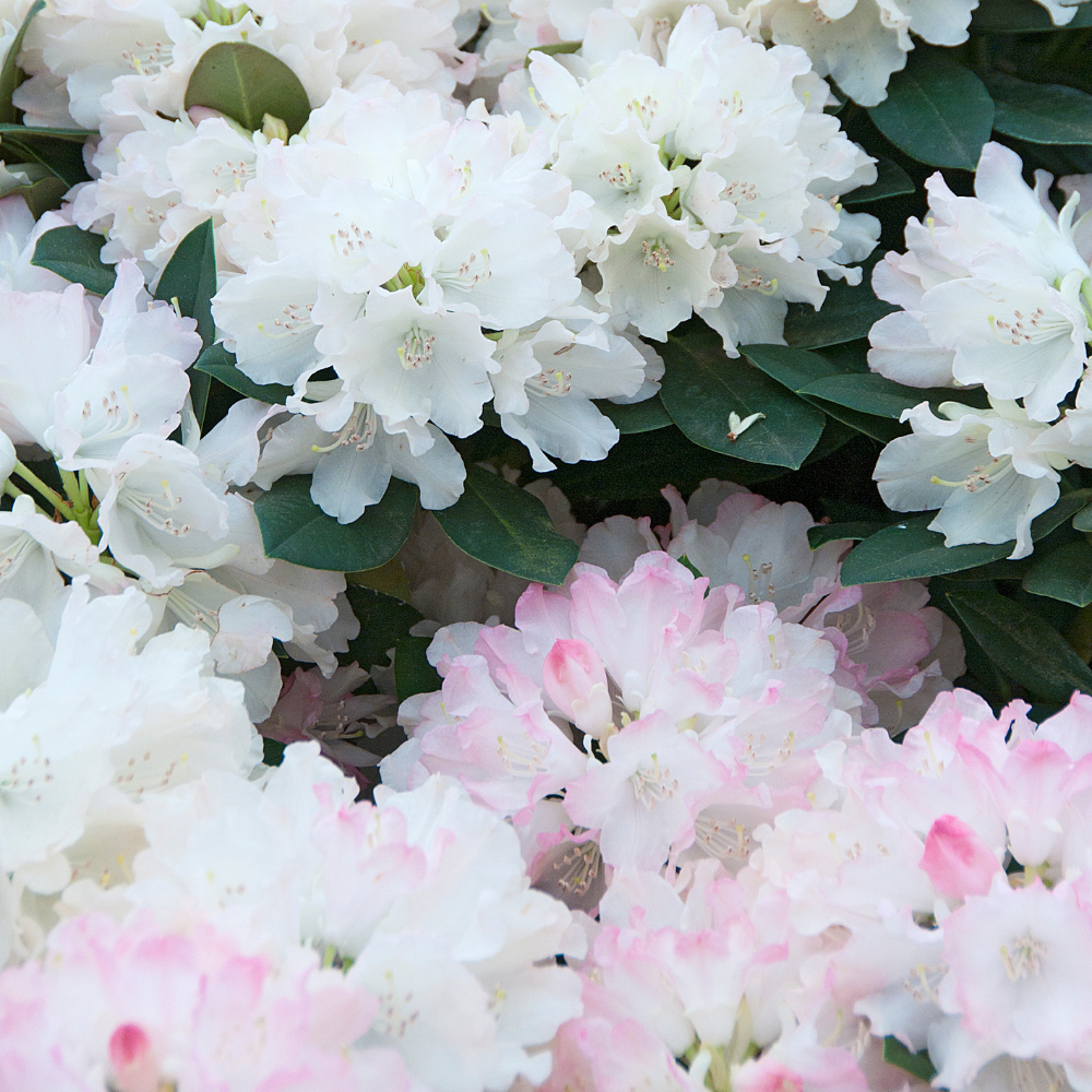 Buy Rhododendron yakushimanum 'Dreamland' at jparkers.co.uk