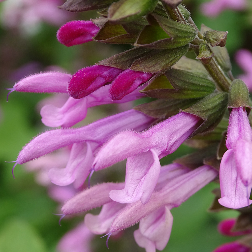 salvia-amistad-pink-1-5l-jparkers