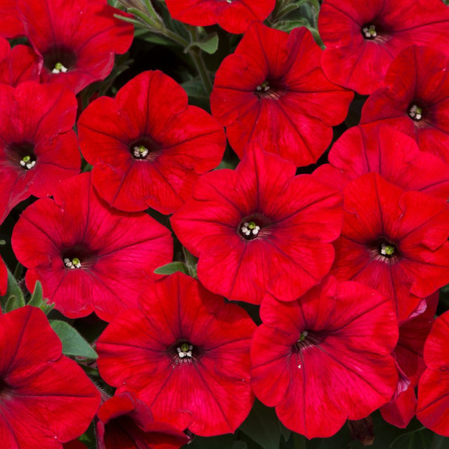 Buy Petunia Easywave Collection at jparkers.co.uk