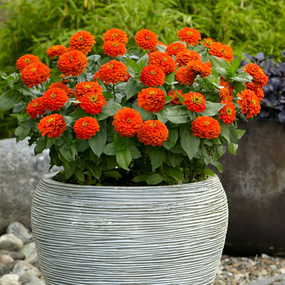 Buy Zinnia Giant Zesty Orange at jparkers.co.uk