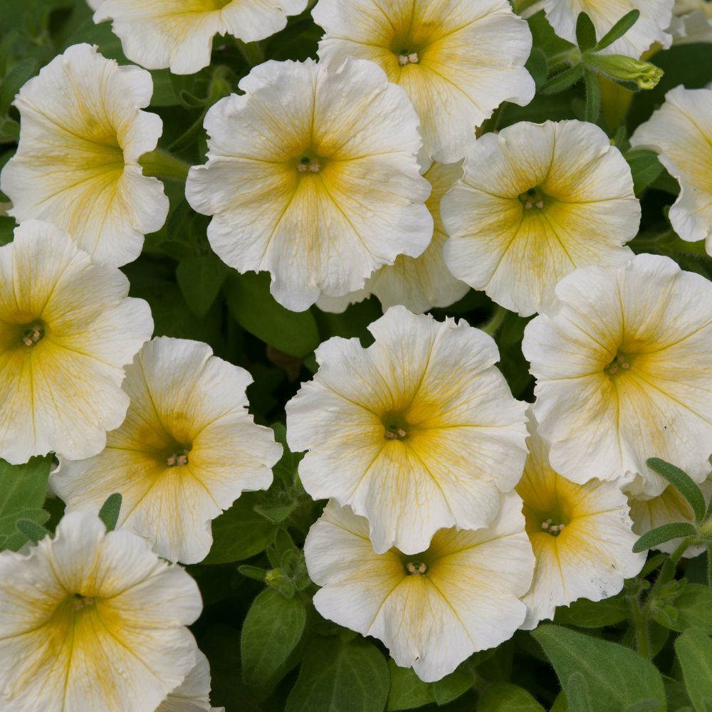 Buy Petunia Easywave Yellow at jparkers.co.uk