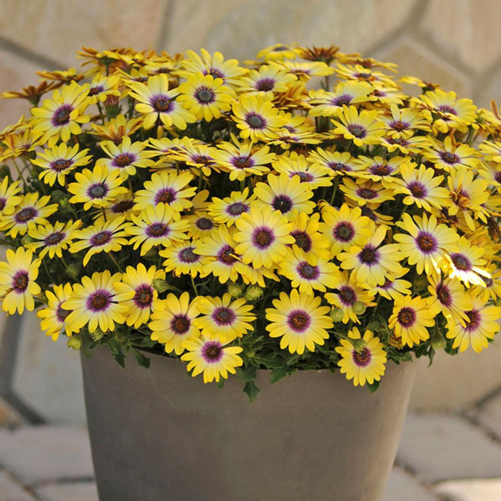 Osteospermum Blue Eyed Beauty