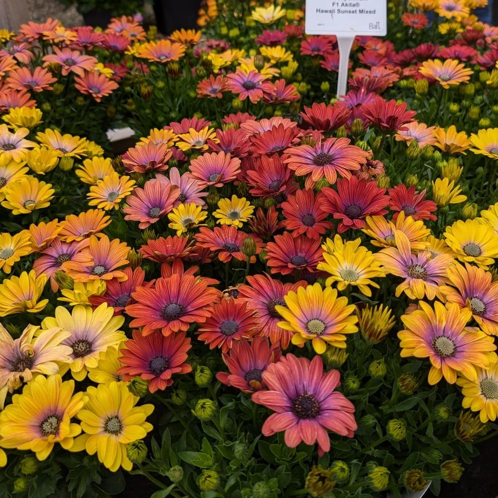 Buy Osteospermum Hawaii Sunset Mix (Garden Ready) at jparkers.co.uk