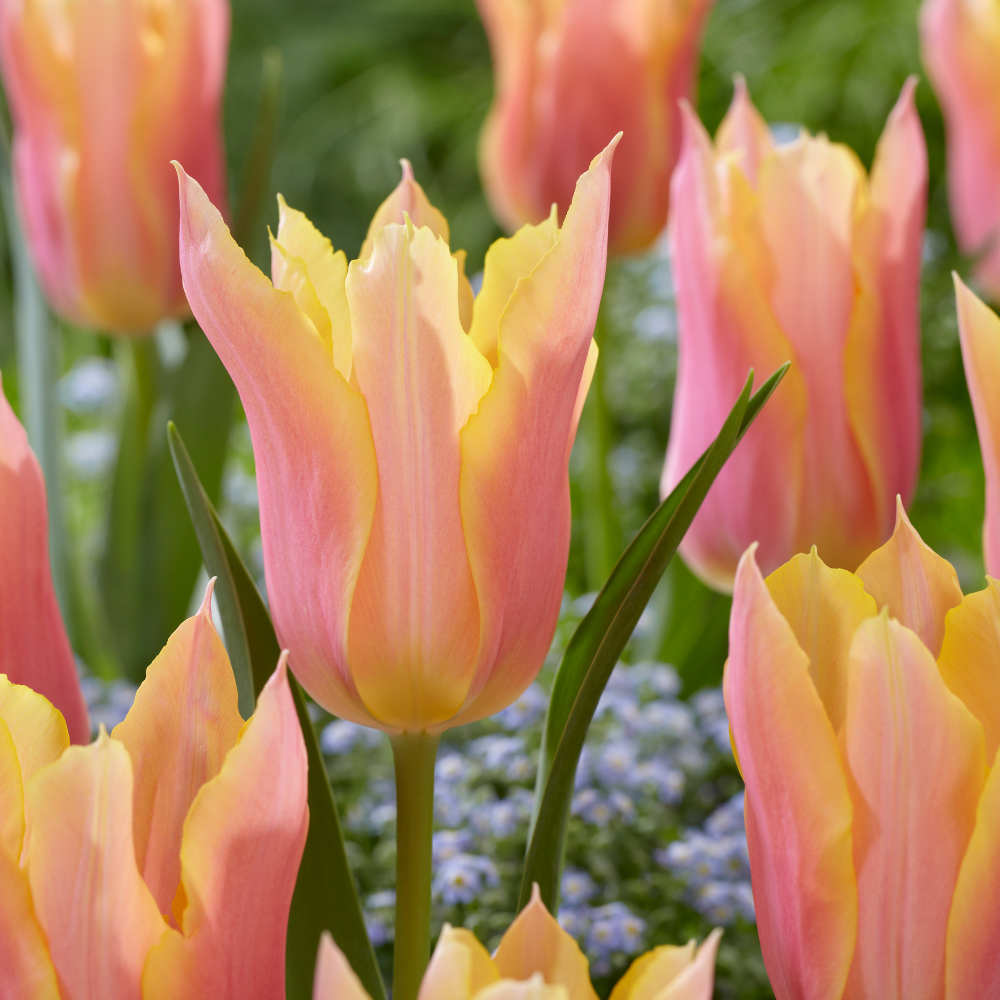 Buy Tulip Marianne at jparkers.co.uk